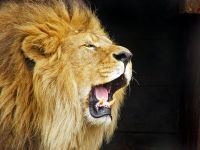 Lion Roaring