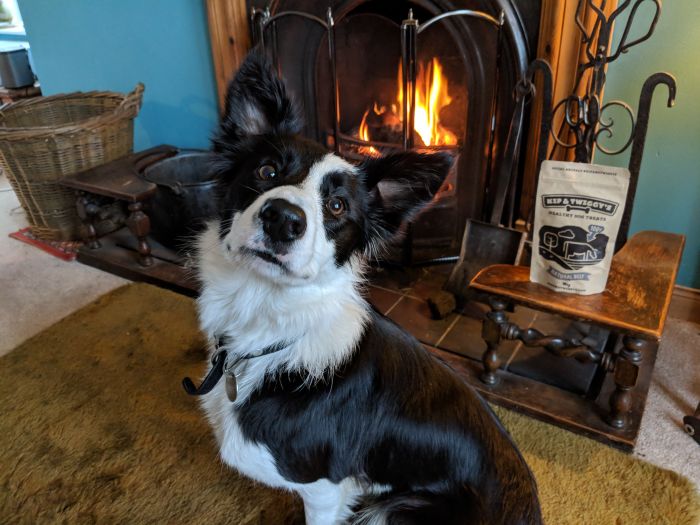 black and white border collie dog witting by a fireplace with a packet of dog food behind it